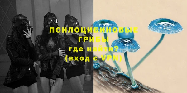 прущие грибы Лабытнанги