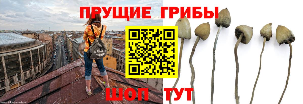 Псилоцибиновые грибы Cubensis Домодедово